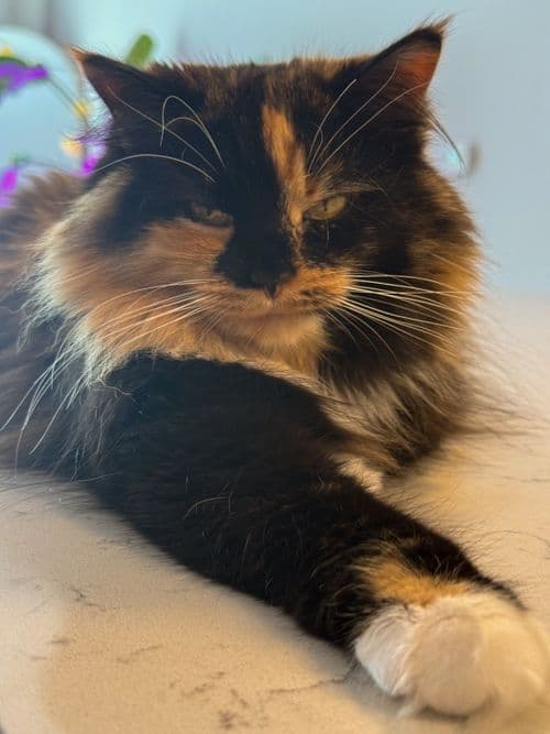 media