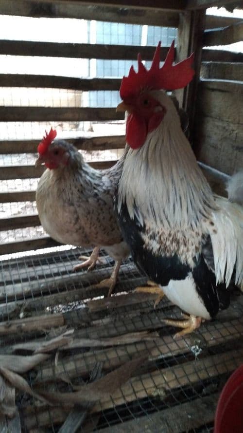 media
