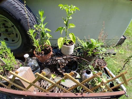 media