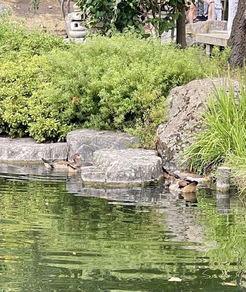 media